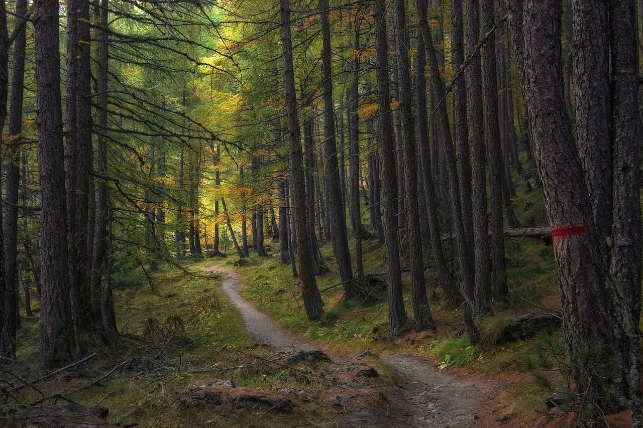 Oslo forest panorama