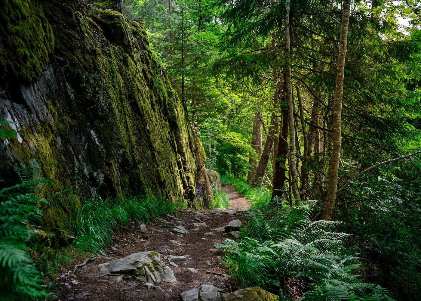 Quiet trail through mossy forest rocks